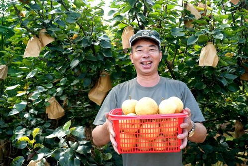 福建永定臺灣脆梨豐收上市，生態(tài)農(nóng)業(yè)守護無脊椎動物多樣性
